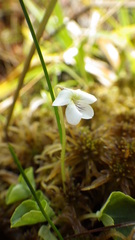 Viola macloskeyi