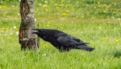Corvus corax