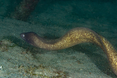Gymnothorax thyrsoideus
