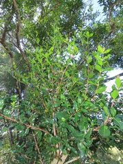 Ochna barbosae