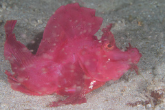 Rhinopias eschmeyeri