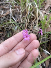 Phlox nivalis