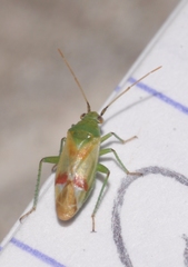 Megalodactylus macularubra