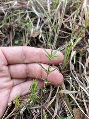 Phlox nivalis