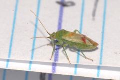 Megalodactylus macularubra