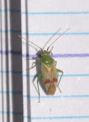 Megalodactylus macularubra