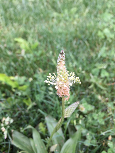 photo of Ribwort Plantain (Plantago lanceolata)