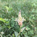 photo of Ribwort Plantain (Plantago lanceolata)