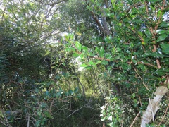 Ochna barbosae