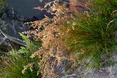 Juncus capensis