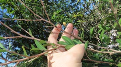 Ochna barbosae