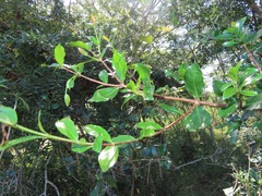 Ochna barbosae