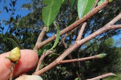 Ochna barbosae
