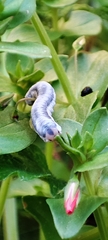 Monostegia