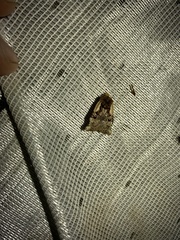 Teratoglaea pacifica