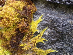 Homalothecium aureum