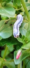 Monostegia