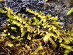 Claopodium bolanderi