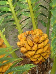 Encephalartos