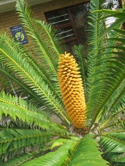 Encephalartos