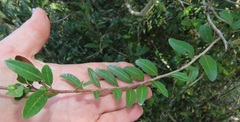 Ochna barbosae