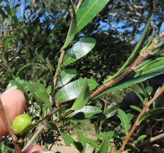 Ochna barbosae