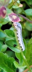 Monostegia