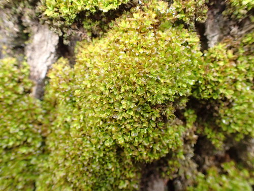 Syntrichia latifolia