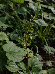 Neottia ovata