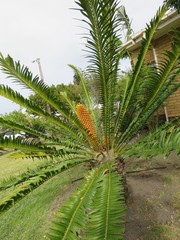 Encephalartos