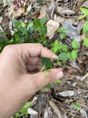 Thaspium trifoliatum trifoliatum