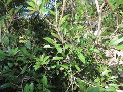 Ochna barbosae