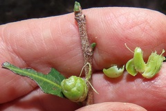 Ochna barbosae