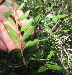 Ochna barbosae