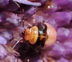 Strongylocoris