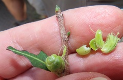 Ochna barbosae