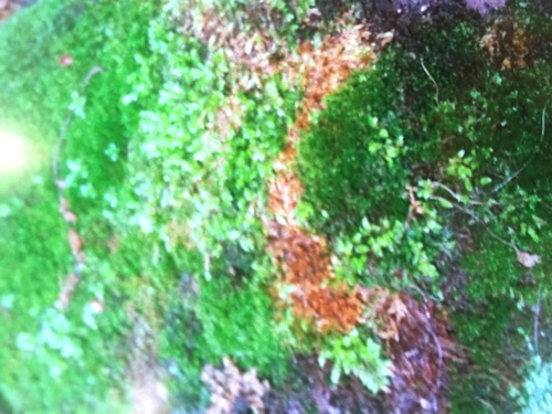 photo of Mosses (Bryophyta)