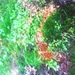 photo of Mosses (Bryophyta)