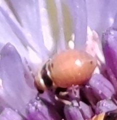 Strongylocoris