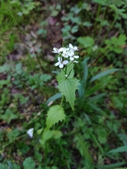 Alliaria petiolata