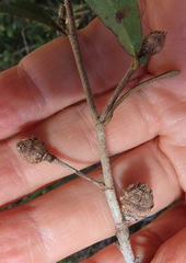 Ochna barbosae