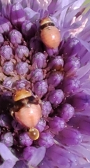 Strongylocoris