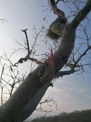 Tillandsia circinnatioides