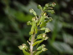 Neottia ovata