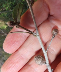 Ochna barbosae