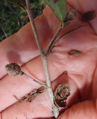 Ochna barbosae