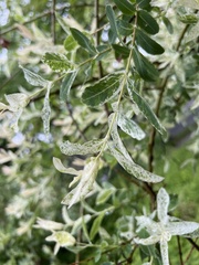 Salix integra