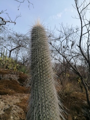 Cephalocereus
