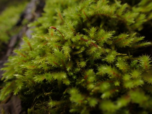 Image of Antitrichia californica by no rights reserved