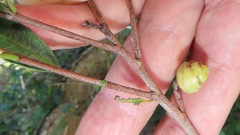 Ochna barbosae